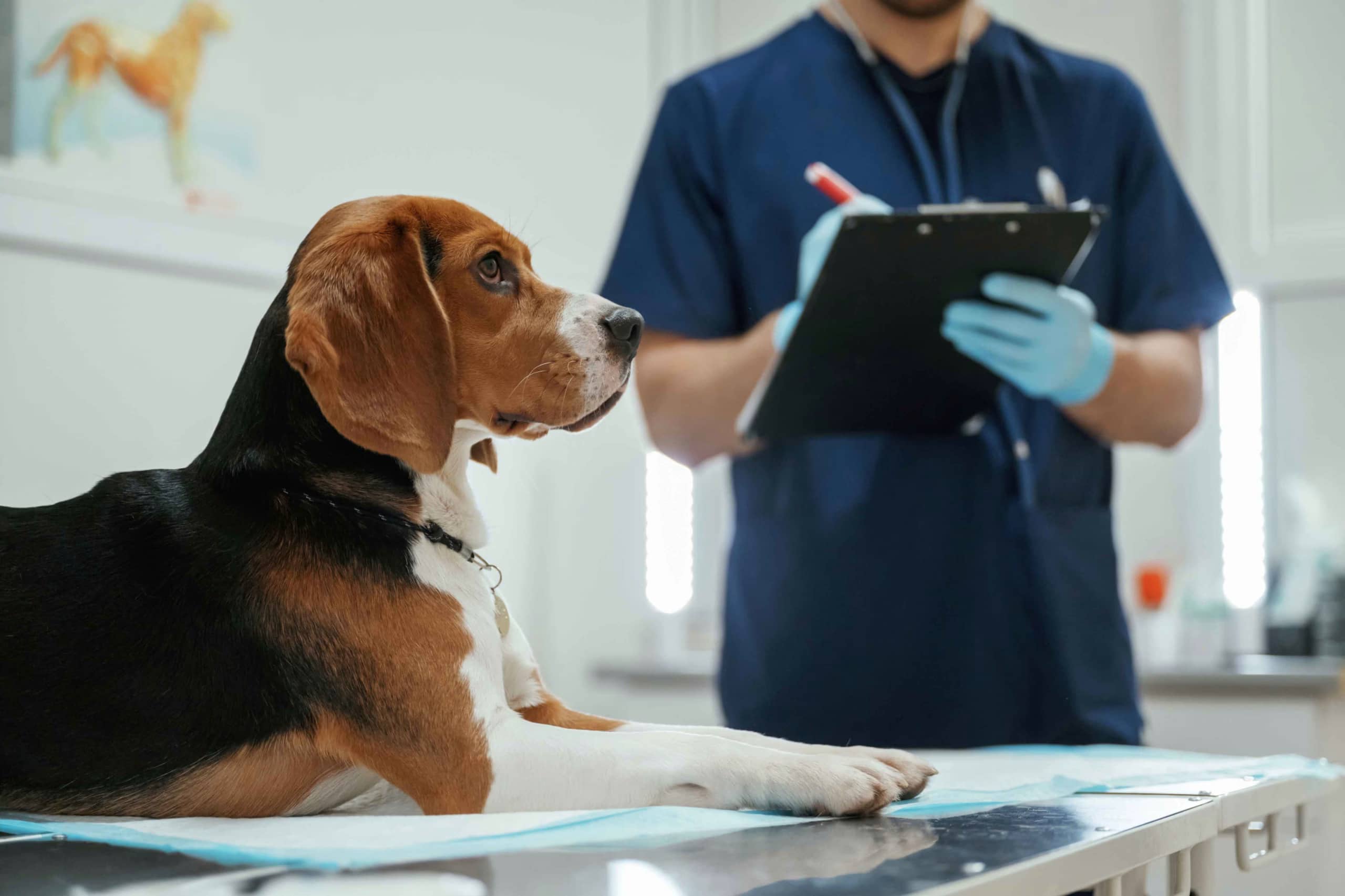 Executive Search Animal Health Veterinarian